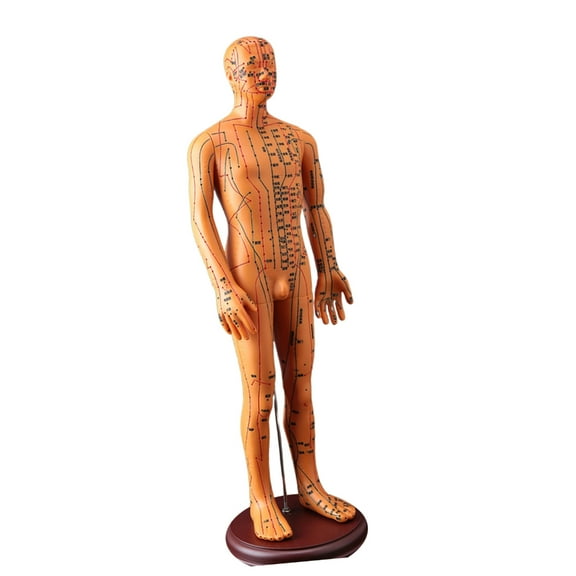 20.47In Human Acupuncture Model with Acupoints and Meridians for Student and Beginner Acupuncture Acupunture Practice