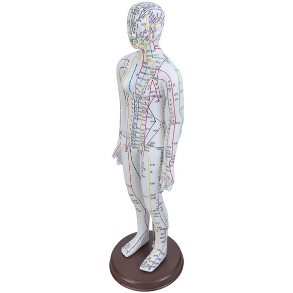 20.47In Human Acupuncture Model with Acupoints and Meridians for Student and Beginner Acupuncture Acupunture Practice