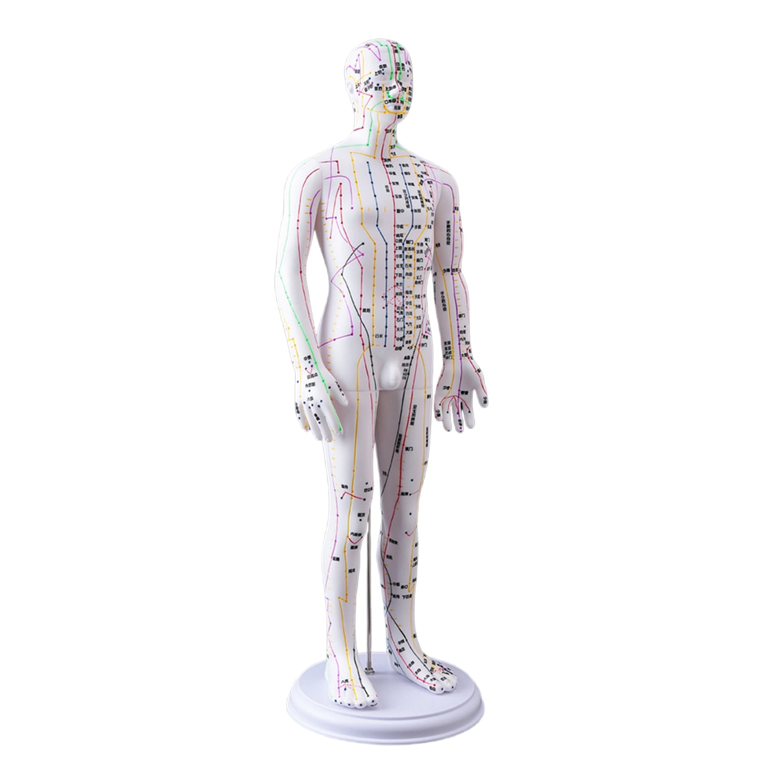 20.47Inch Human Acupoint Model with Chinese Acupoints Points for ...