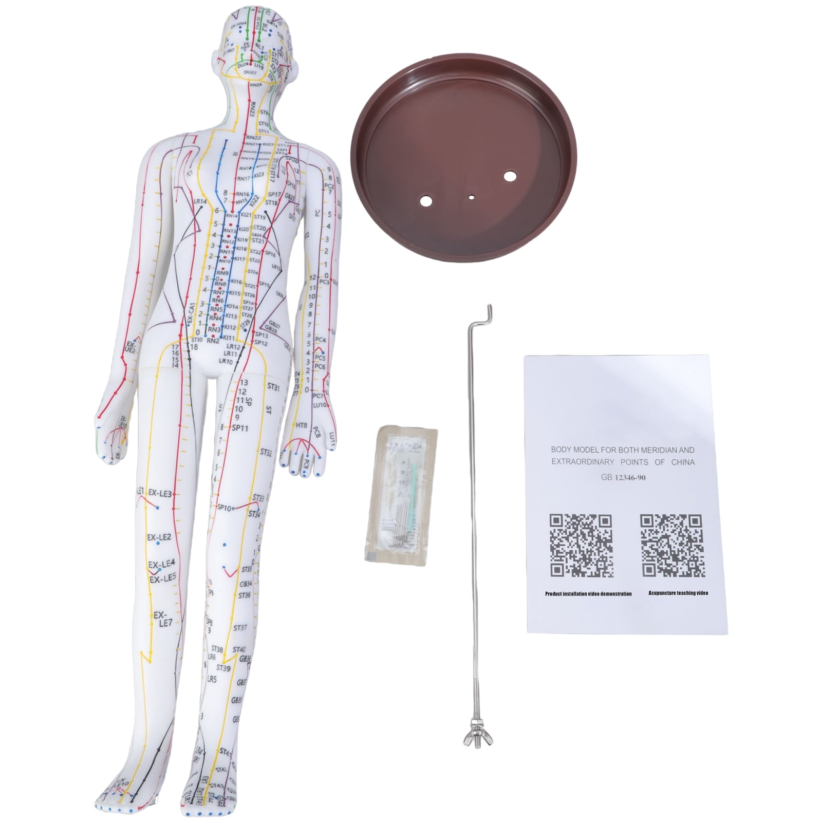 20.47Inch Human Acupoint Model with Chinese Acupoints Points for ...