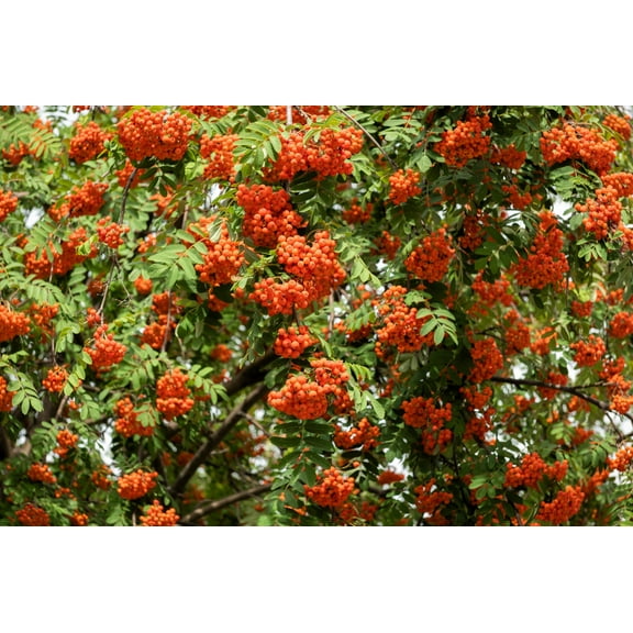 20 ASH TREE Mountain / Amur / Rowan - Sorbus Aucuparia Seeds