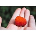 thumbnail image 1 of 20 AUSTRALIAN RASPBERRY aka Queensland & Atherton Raspberry Rubus Probus Red Berry Fruit Shrub Seeds, 1 of 6