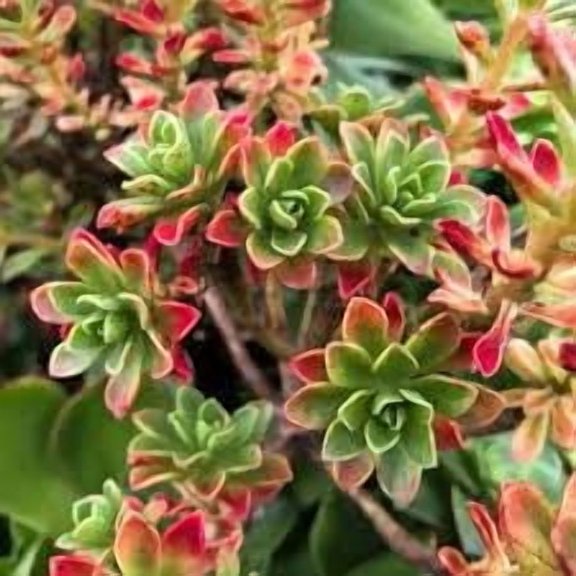 20 Aeonium spathulatum Succulent Seeds for Planting