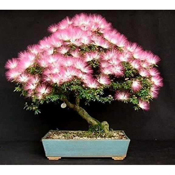 20 Albizia Julibrissin Mimosa Bonsai Tree Seeds for Planting - Persian Pink Silk Tree - Ships from Iowa, USA