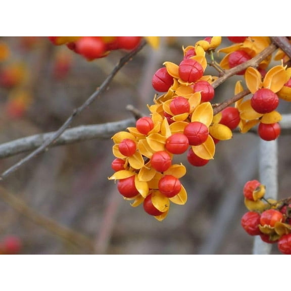 20 American Bittersweet Vine Seeds | Celastrus Scandens Tree Seeds
