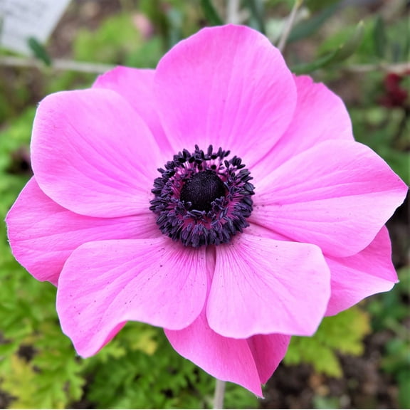 Easy to Grow Anemone Rosea 20 Plant Bulbs, Spring Flowers Outdoor