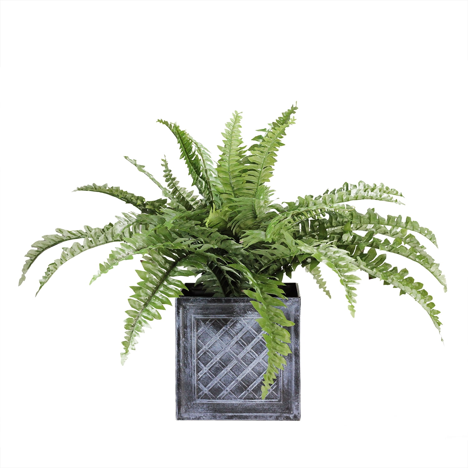Artificial Boston Fern in Distressed Black Tin Planter