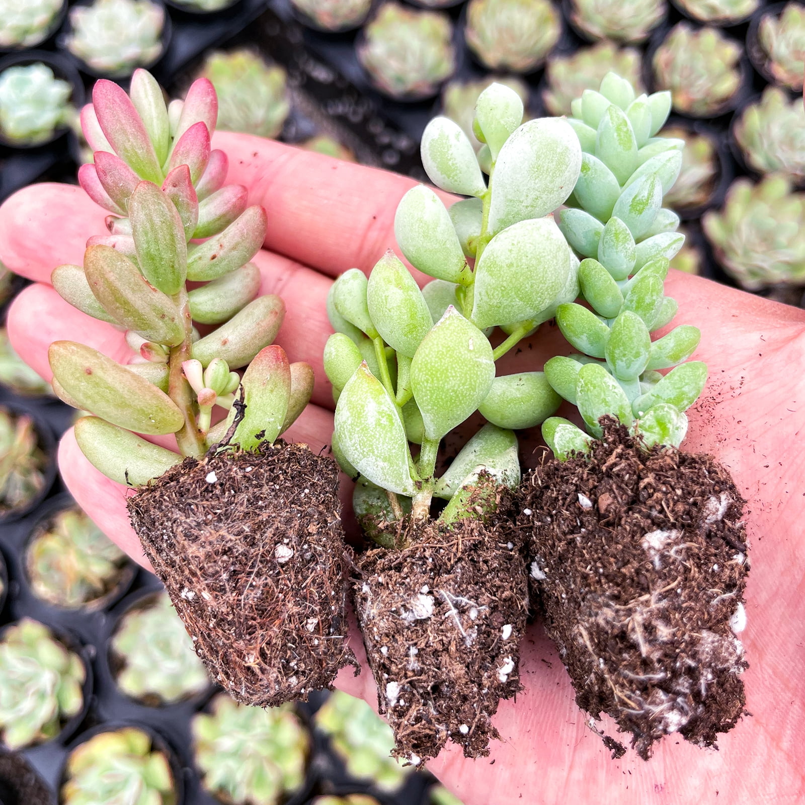 Best Indoor Succulents For Beginners