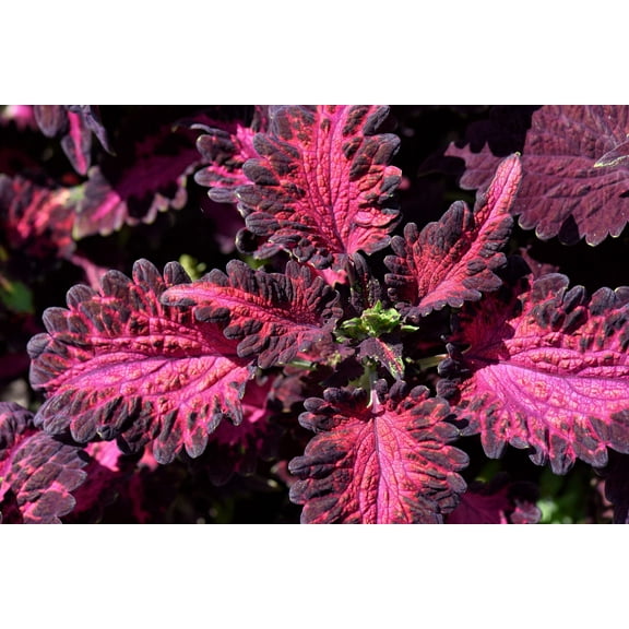 20 BLACK DRAGON COLEUS Solenostemon Scutellarioides Painted Nettle Maroon & Black Shade Flower Seeds