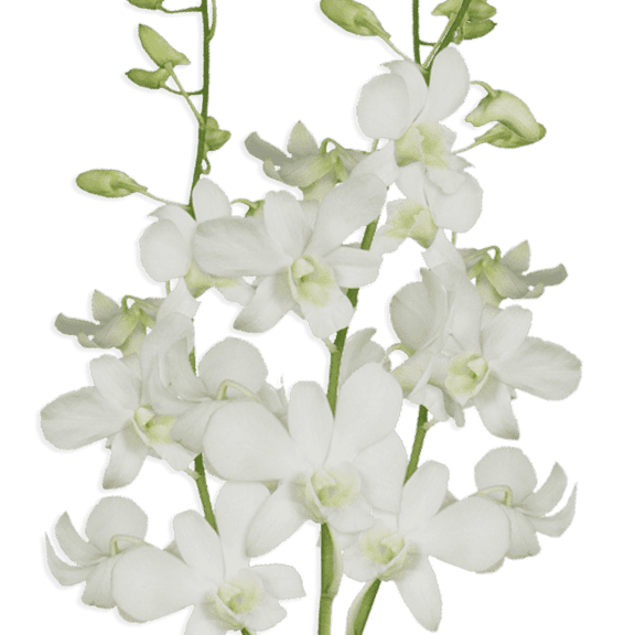 20 Big White Dendrobium Orchid Flowers- Beautiful Fresh Cut Flowers- Express Delivery