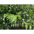 20 Black Mulberry Cuttings Unrooted 58 inches