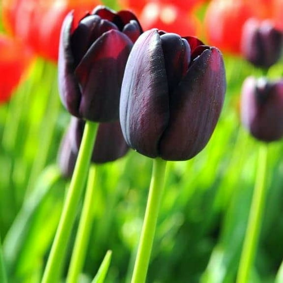 (20) Black Tulip Bulbs / Queen of The Night Tulip Bulbs for Fall Planting Bulk / Bulb Size 11/12+ cm / Perennial Flowers
