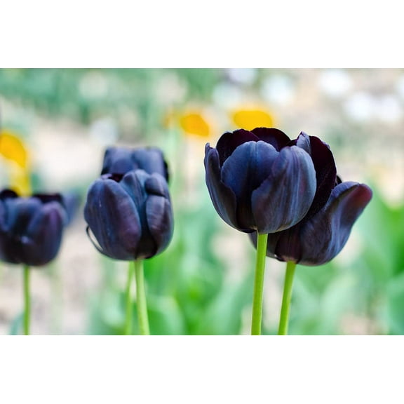 20 Black Tulip Bulbs for Planting - Easy to Grow - Queen of The Night Tulips - Made in USA, Ships from Iowa