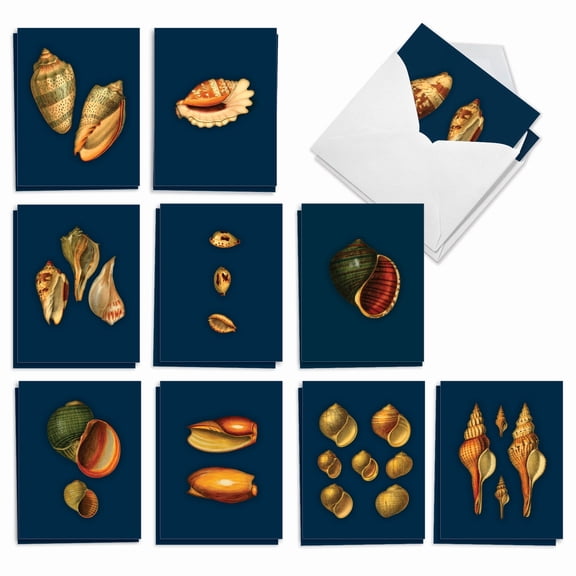 20 Blank All Occasion Cards Assorted (10 Designs, 2 Each) - Spectacular Shells All Occasion (4" x 5.12") AM7040OCB-B2x10