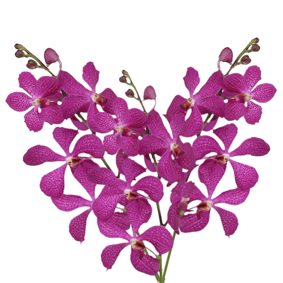 20 Blue Deligh Mokara Orchid Flowers- Beautiful Fresh Cut Flowers- Express Delivery