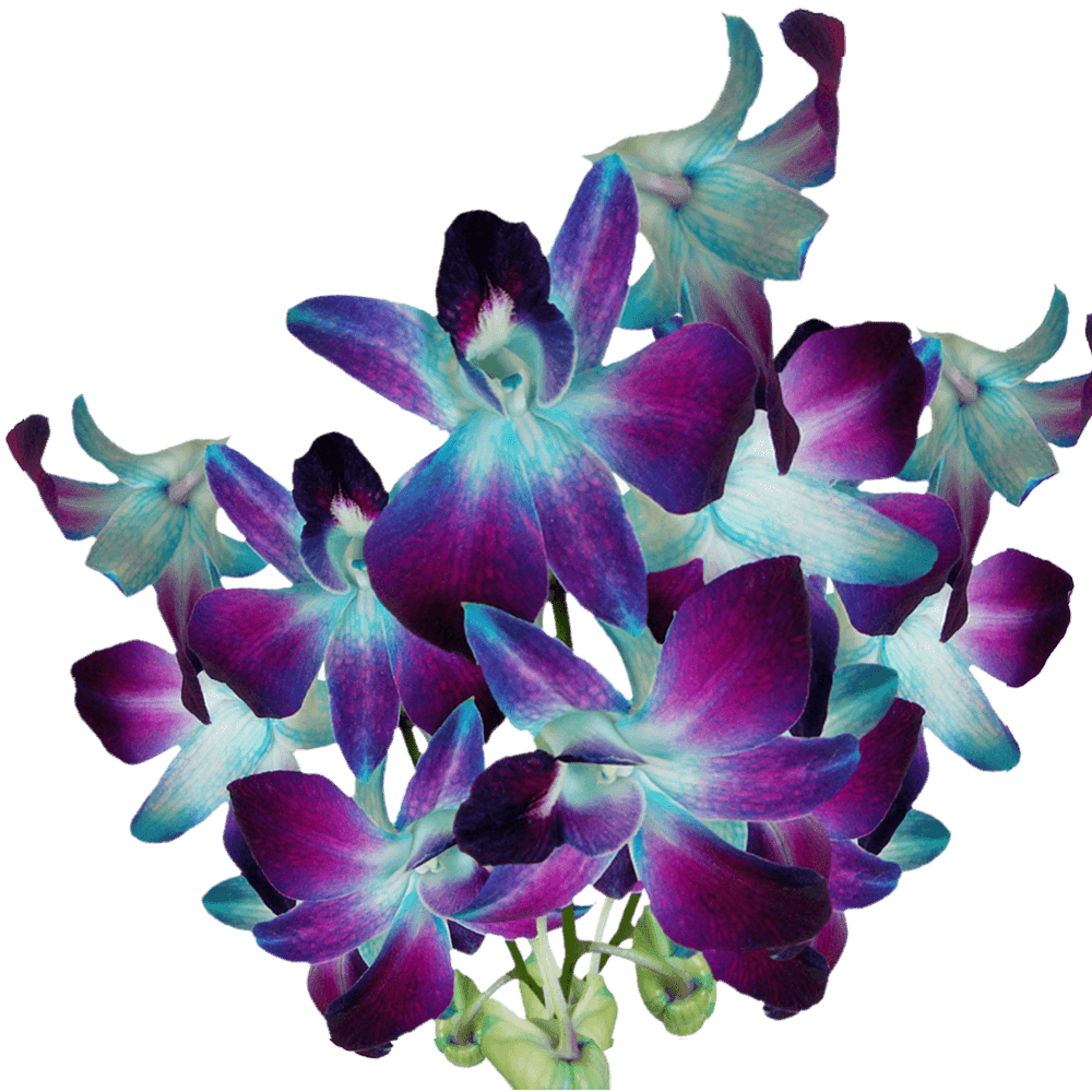 20 Blue Sonia Dyed Orchid Flowers- Beautiful Fresh Cut Flowers- Express  Delivery 