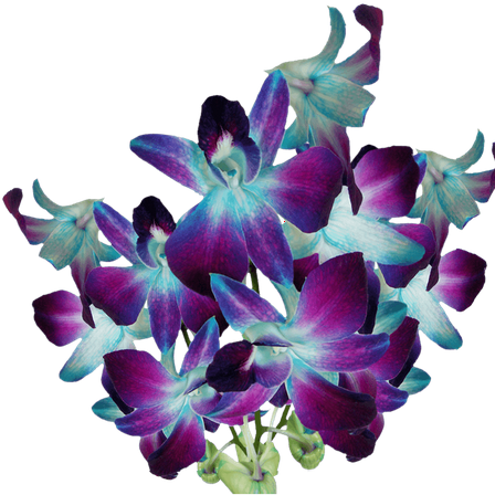 20 Blue Sonia Dyed Orchid Flowers- Beautiful Fresh Cut Flowers- Express Delivery