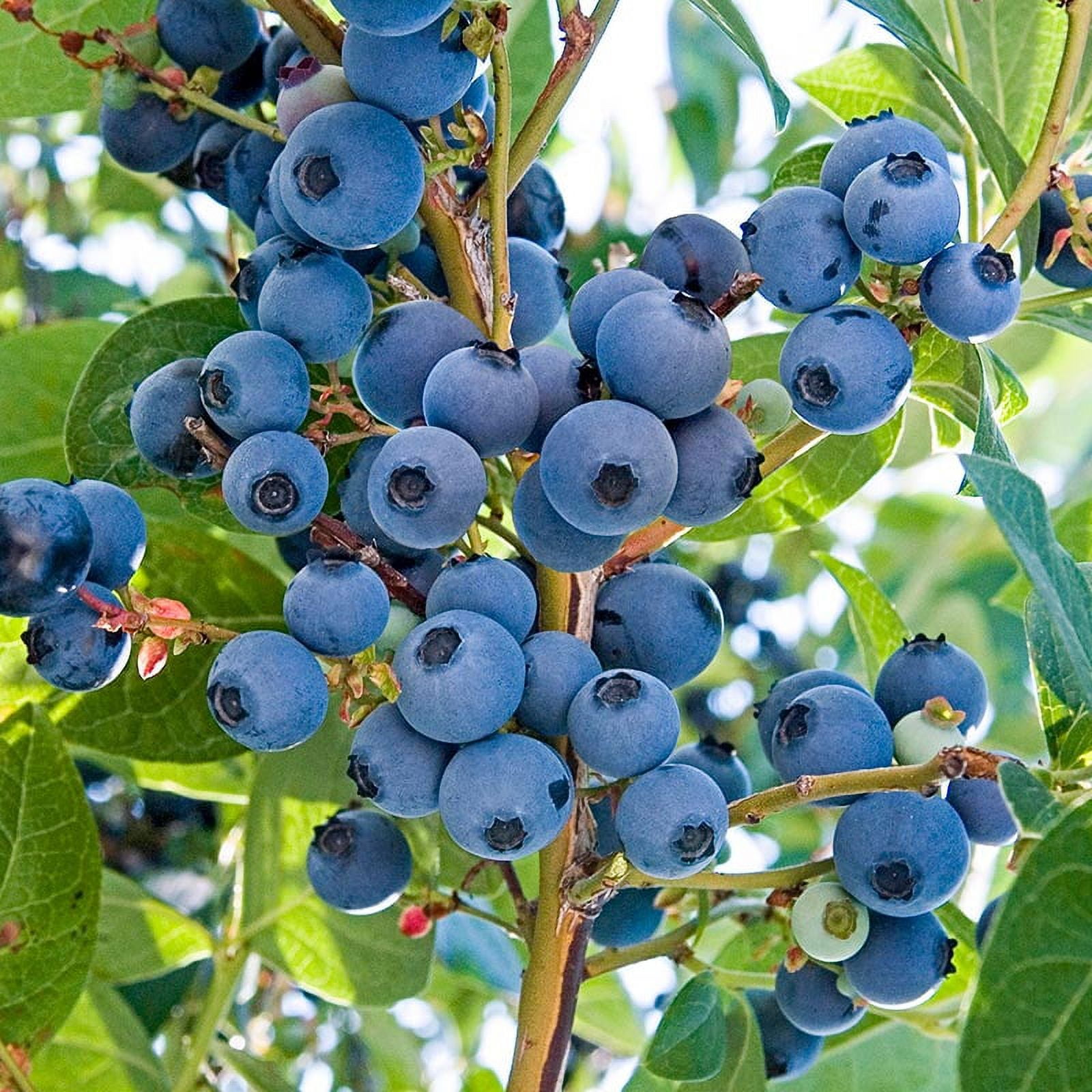 Blueberry Seeds for Planting & Growing | Walmart - Walmart.com