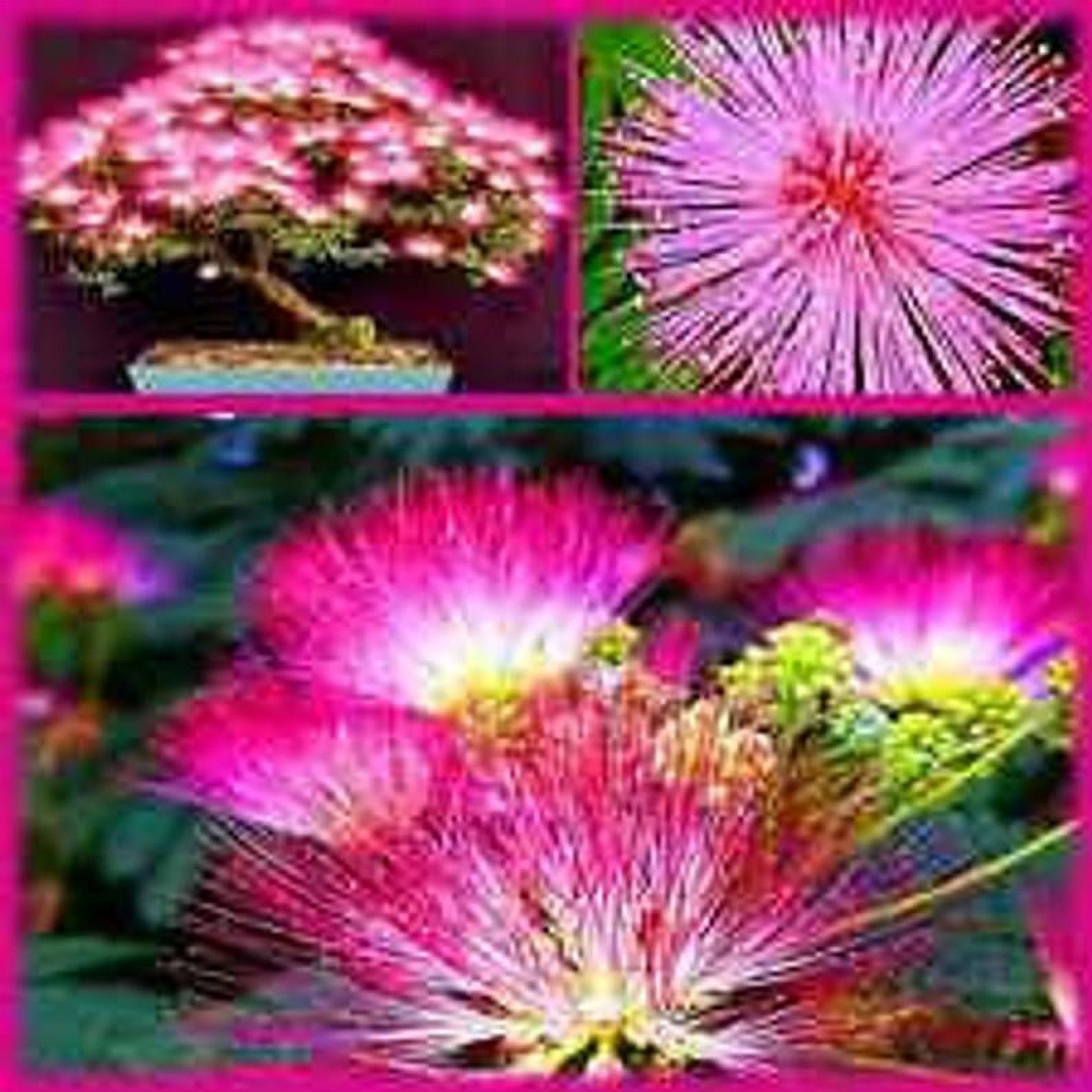 20 Bonsai Mimosa Flower Tree Seeds Exotic and Rare Flowering Bonsai