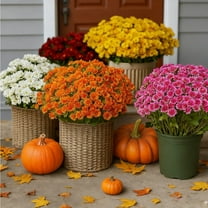 20 Bundles Artificial Mums - Artificial Outdoor Sunset Flowers, UV Resistant Look Real, for Balcony Porch Patio (F)