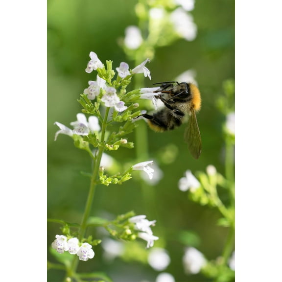 20 CALAMINT Lesser Calamintha Nepeta Officinalis Fragrant Herb White - Lilac Flower Seeds
