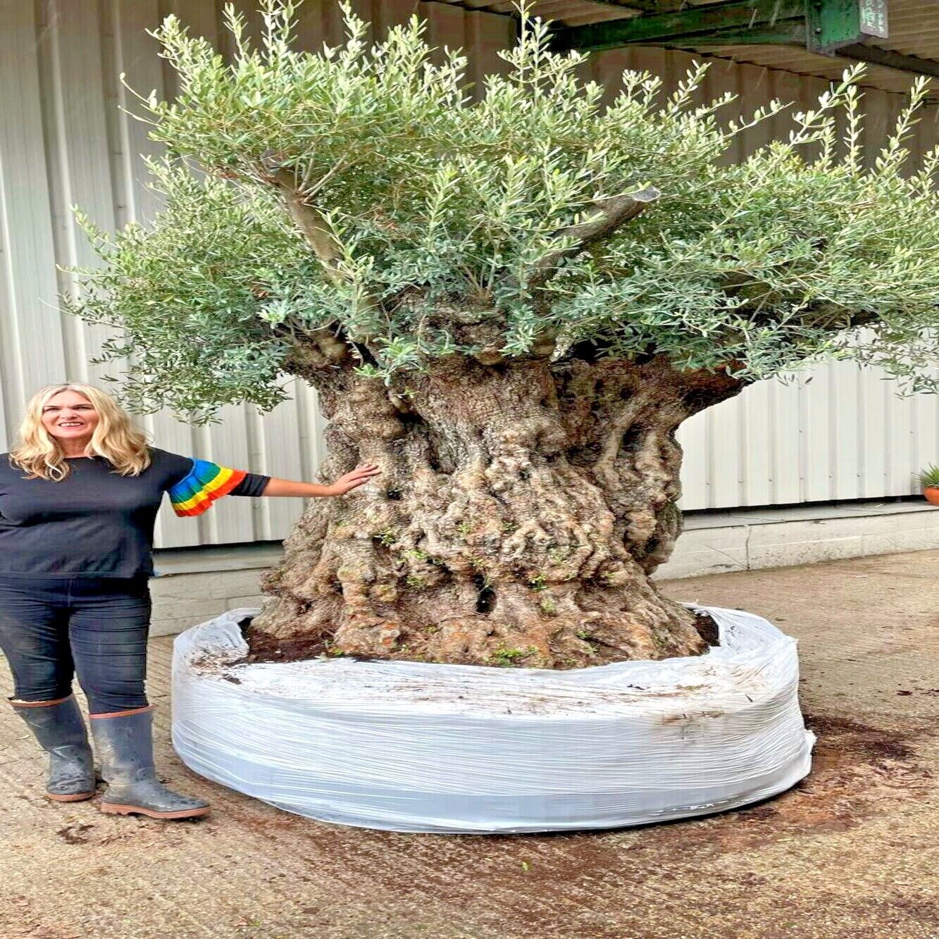 20 CANINO OLIVE TREE SEEDS (Olea europaea) European Common Edible Fruit