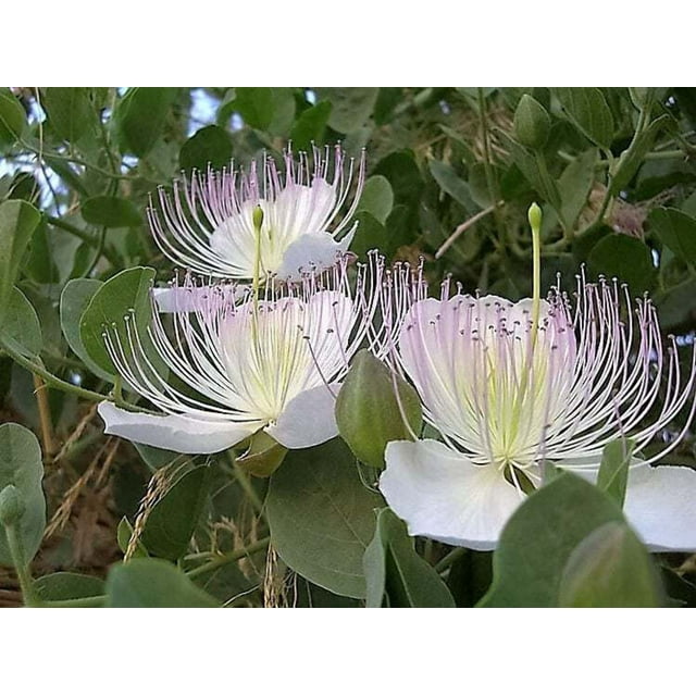 20 CAPER BUSH Edible Capers Flinders Rose Flower Capparis Spinosa Shrub