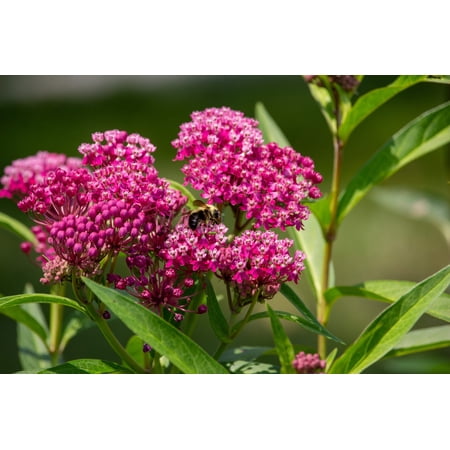 20 CINDERELLA MILKWEED Asclepias Incarnata Flower Seeds