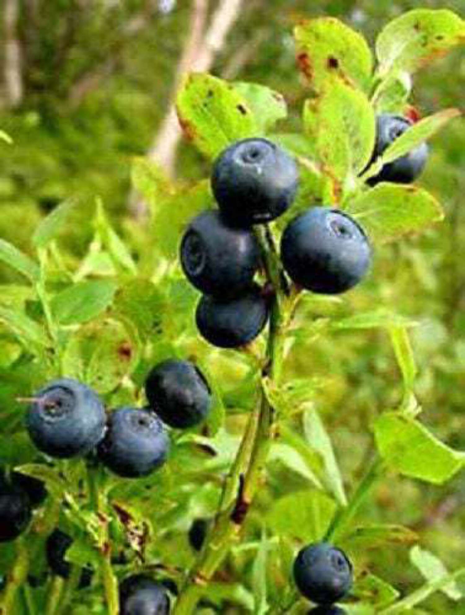 20 Common BILBERRY Fruit Shrub European Blueberry Vaccinium Myrtillus Seeds - image 1 of 5