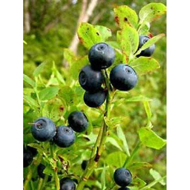 20 Common BILBERRY Fruit Shrub European Blueberry Vaccinium Myrtillus Seeds