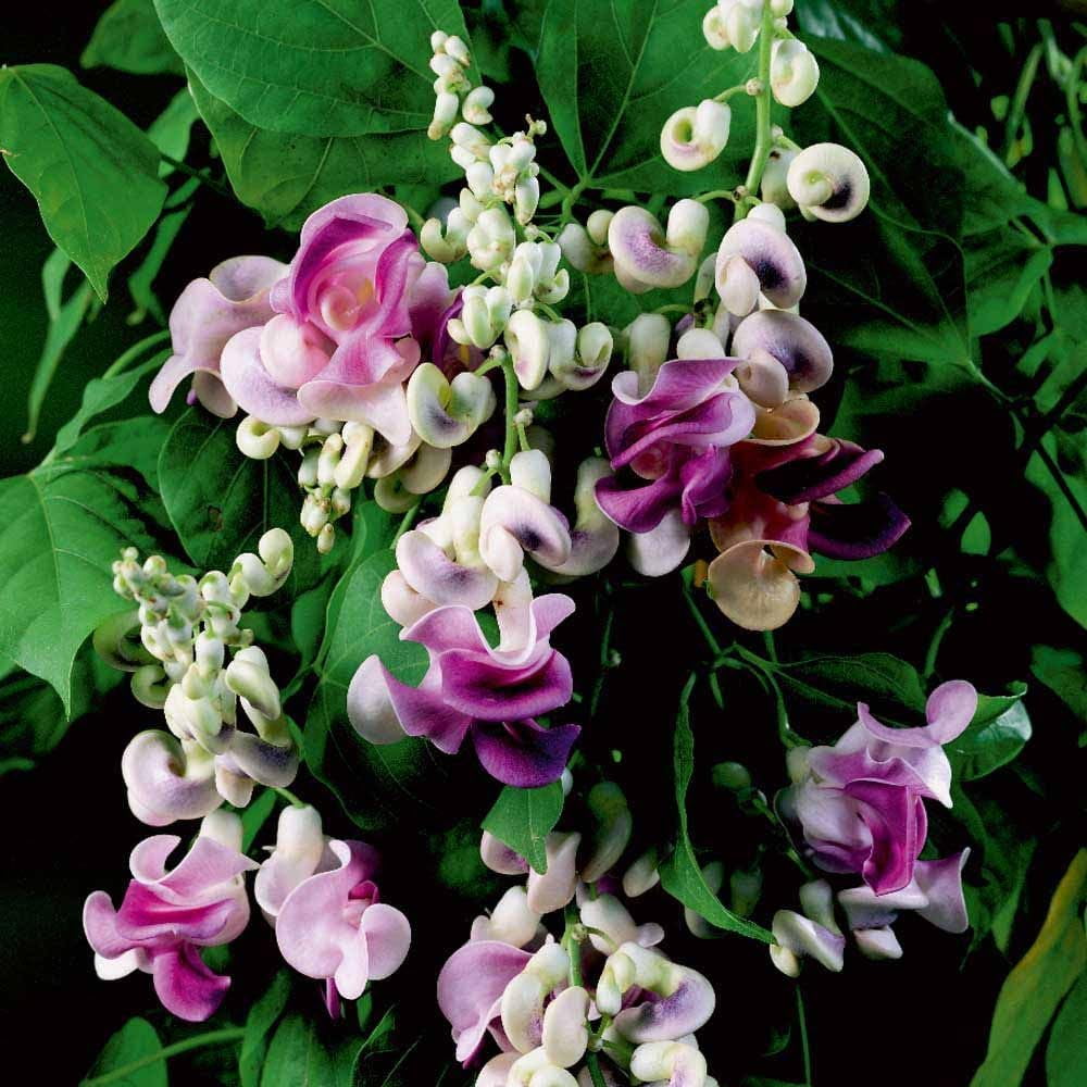 20+ Corkscrew Vine Flower MMF7 Seeds for Planting Outdoors Perennial