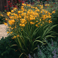 thumbnail image 1 of 20 Crocosmia Bulbs Yellow Color Flowers - Easy to Grow, Amazing Color, 1 of 5