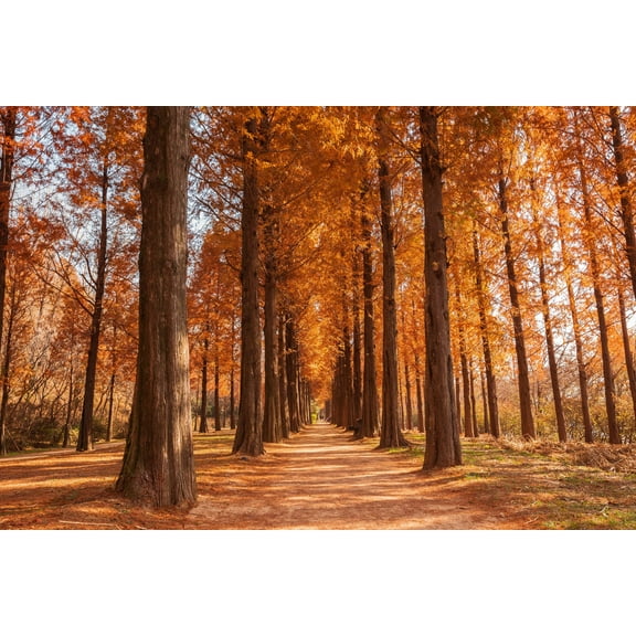 20 DAWN REDWOOD Tree Metasequoia Glyptostroboides Conifer Seeds
