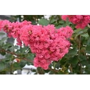 20 Dark Pink Cape Myrtle Seeds Tree Flower Perennial Flower Seed 1233