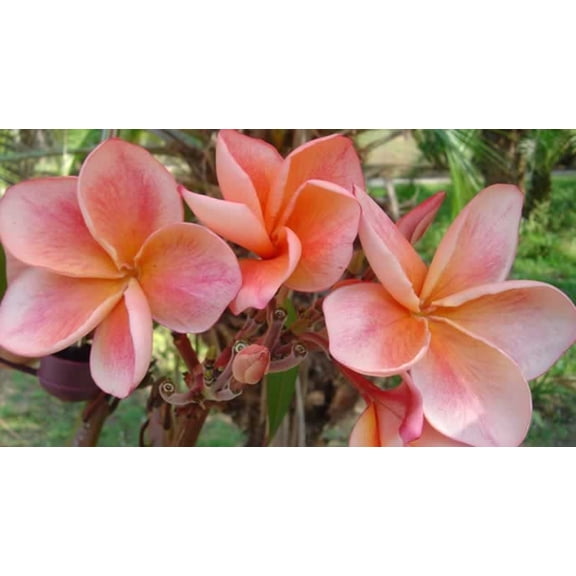 10 White Blush Yellow Plumeria Seeds  Fragrant Frangipani Tropical Flower Tree  Perennial Plant for Garden or Containers