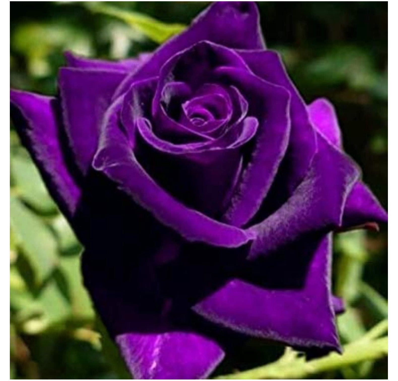 20 Dark Purple Rose Bush Seeds for Planting, Rose Bush Seeds Flowers to