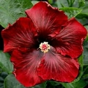 Toadstool Seeds 20 Dark Red Hibiscus Seeds, Perennial Hardy Garden Flower, Giant 12 Inch Bloom