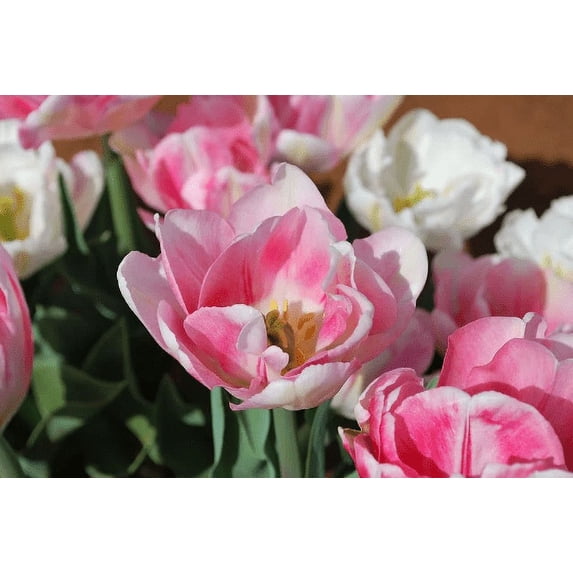 20 Double Early Foxtrot Tulip Bulbs - Tulipa Double Early