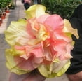 thumbnail image 1 of 20 Double Pink Orange Hibiscus Seeds Flowers Flower Seed Perennial Bloom 482, 1 of 12