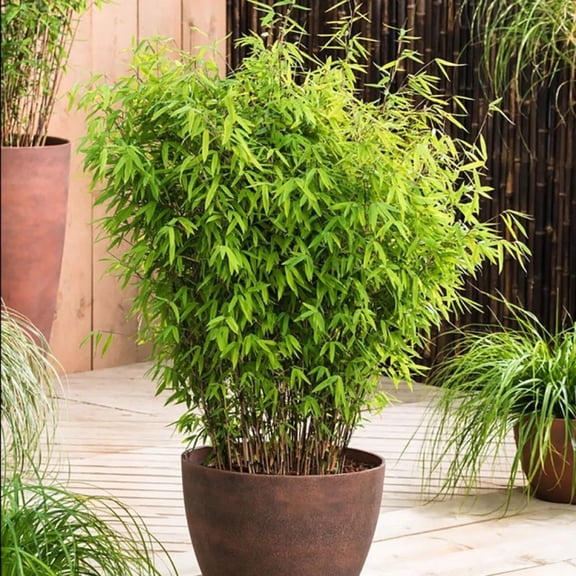 50 Asian Wonder Bamboo Seeds Fast-Growing Privacy Plant for Garden Shade & Exotic Screens Ornamental Bamboo