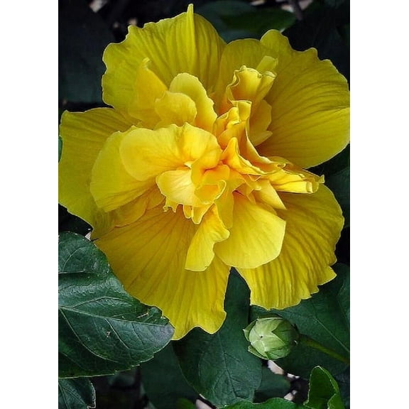 20 Double Yellow Hibiscus Seeds Flowers Seed Perennial Flower Garden Exotic 371
