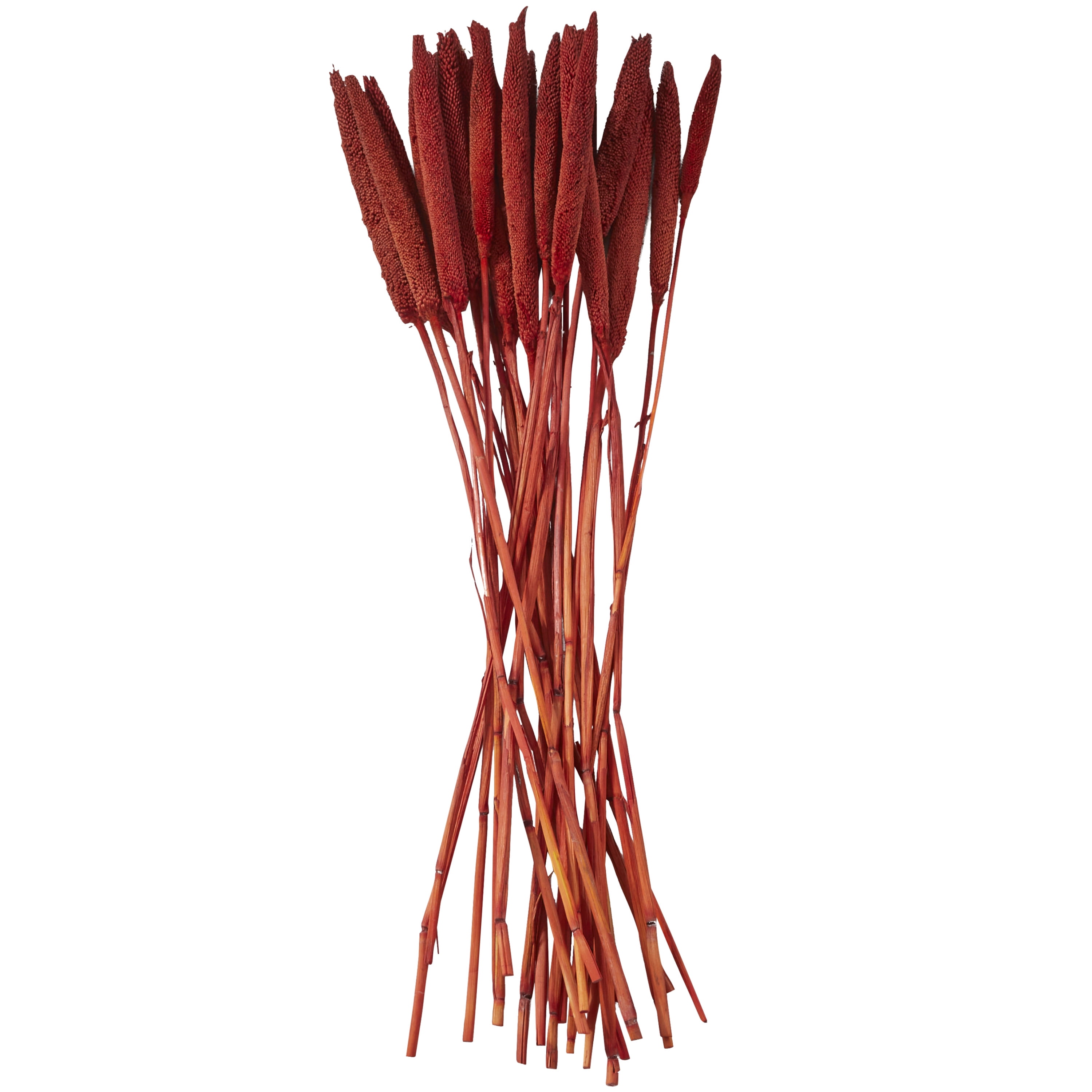 20" Dried Plant Natural Foliage Bunny Tail Bouquet with Long Stems, by DecMode