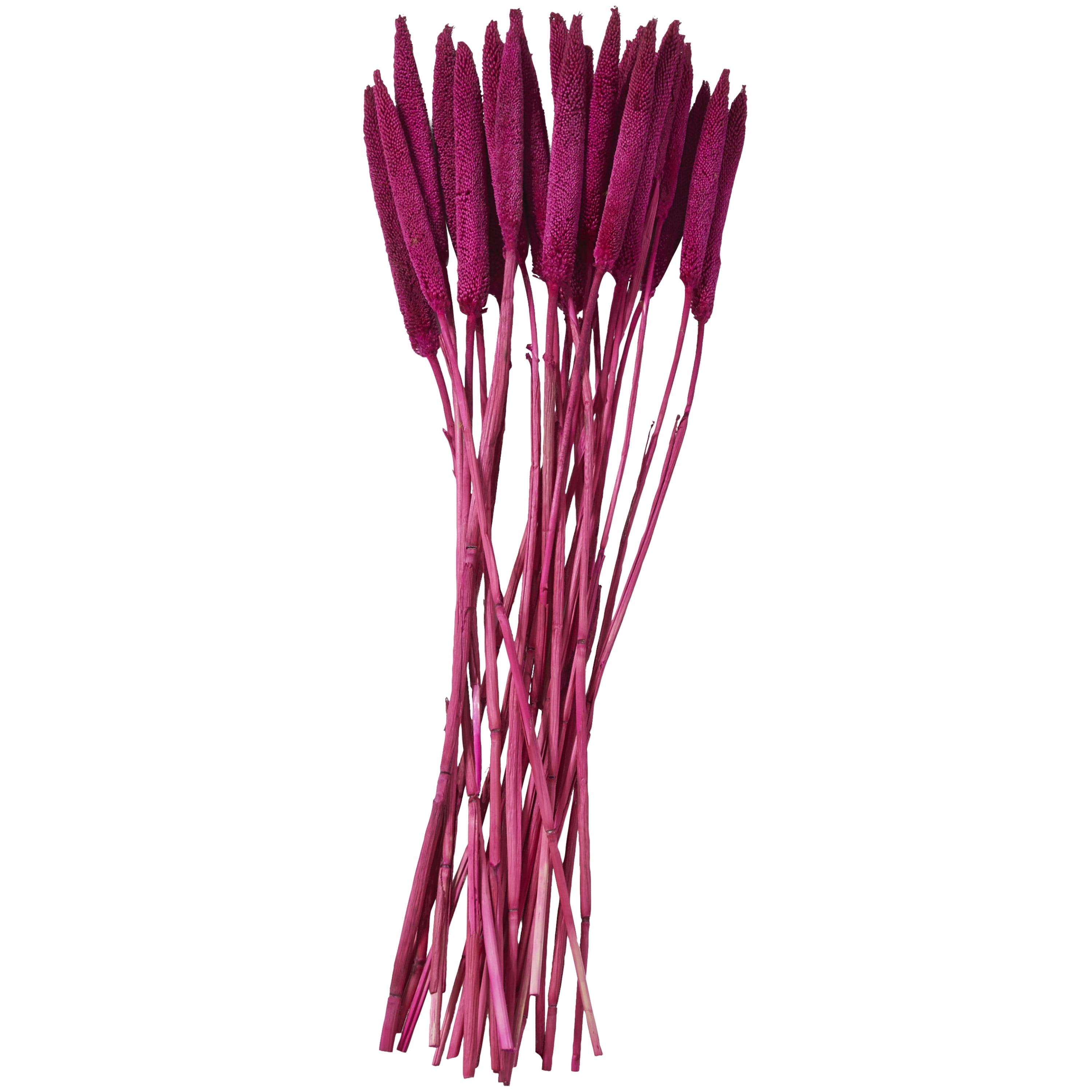20" Dried Plant Natural Foliage Bunny Tail Bouquet with Long Stems, by DecMode