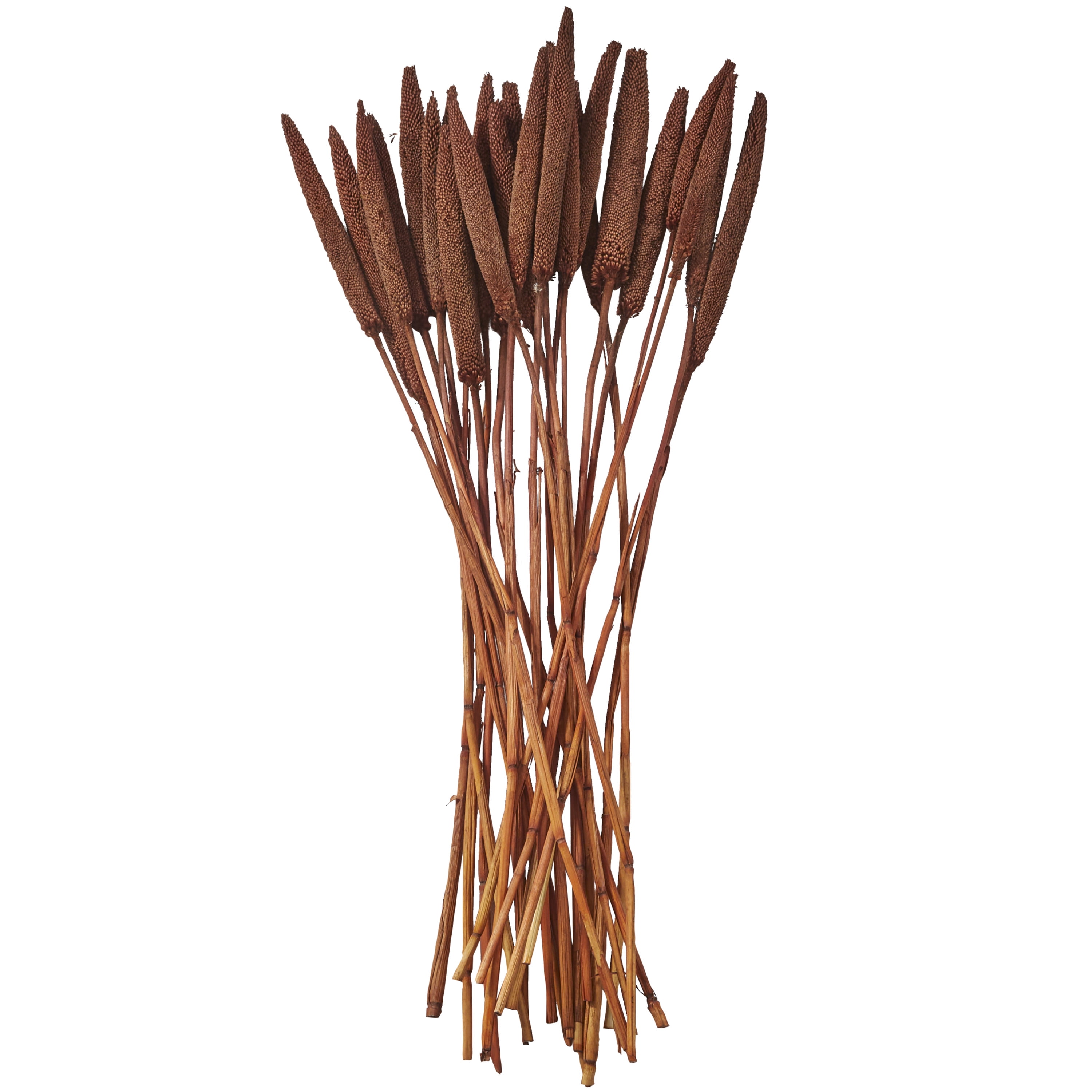 20" Dried Plant Natural Foliage Bunny Tail Bouquet with Long Stems, by DecMode