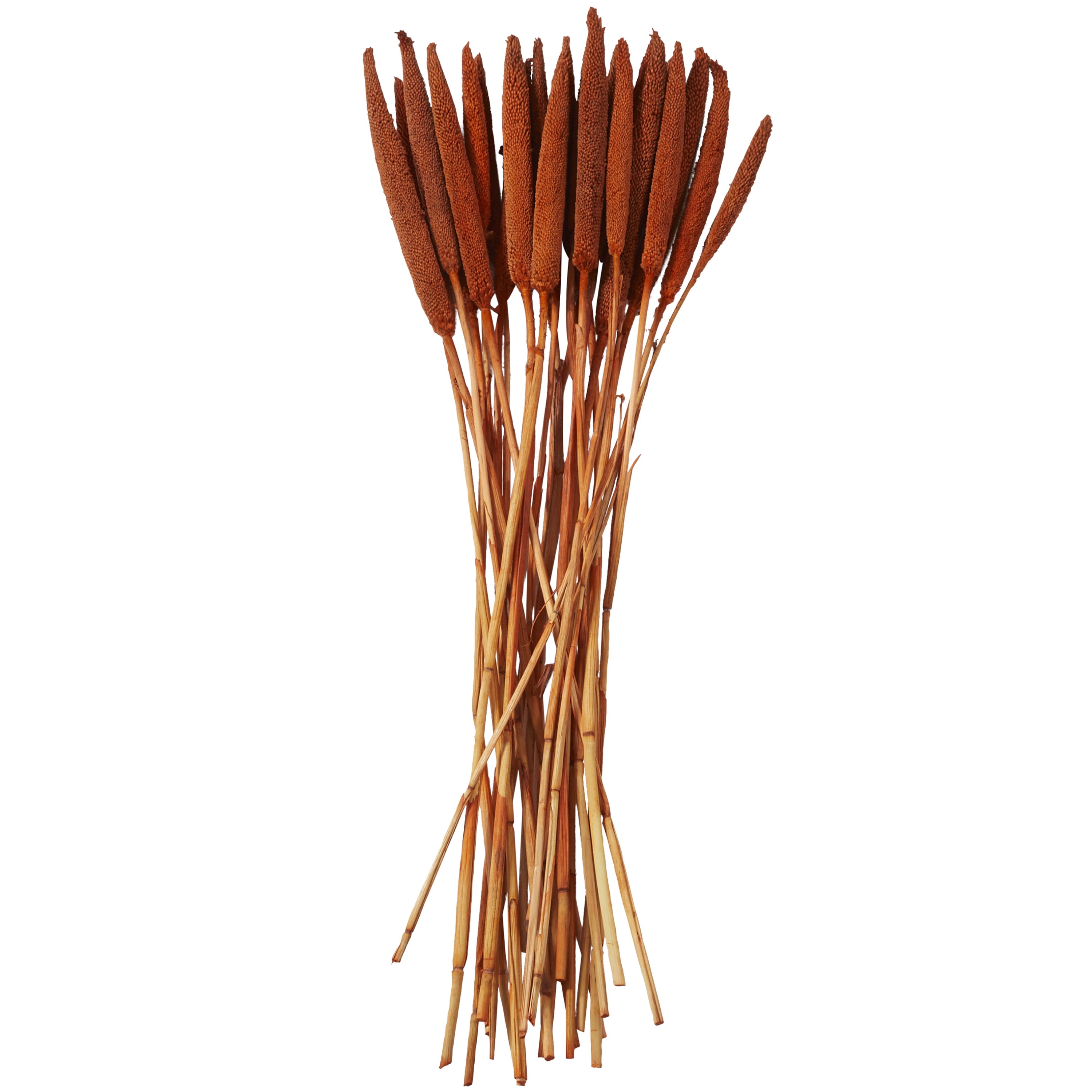 20" Dried Plant Natural Foliage Bunny Tail Bouquet with Long Stems, by DecMode