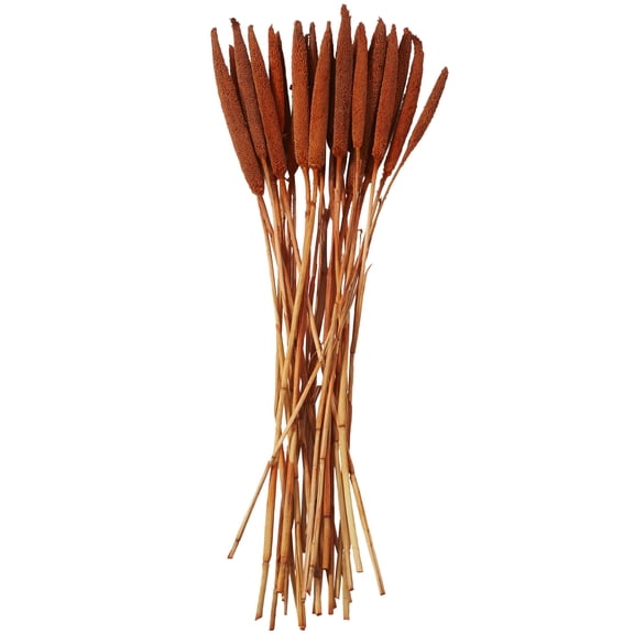20" Dried Plant Natural Foliage Bunny Tail Bouquet with Long Stems, by DecMode