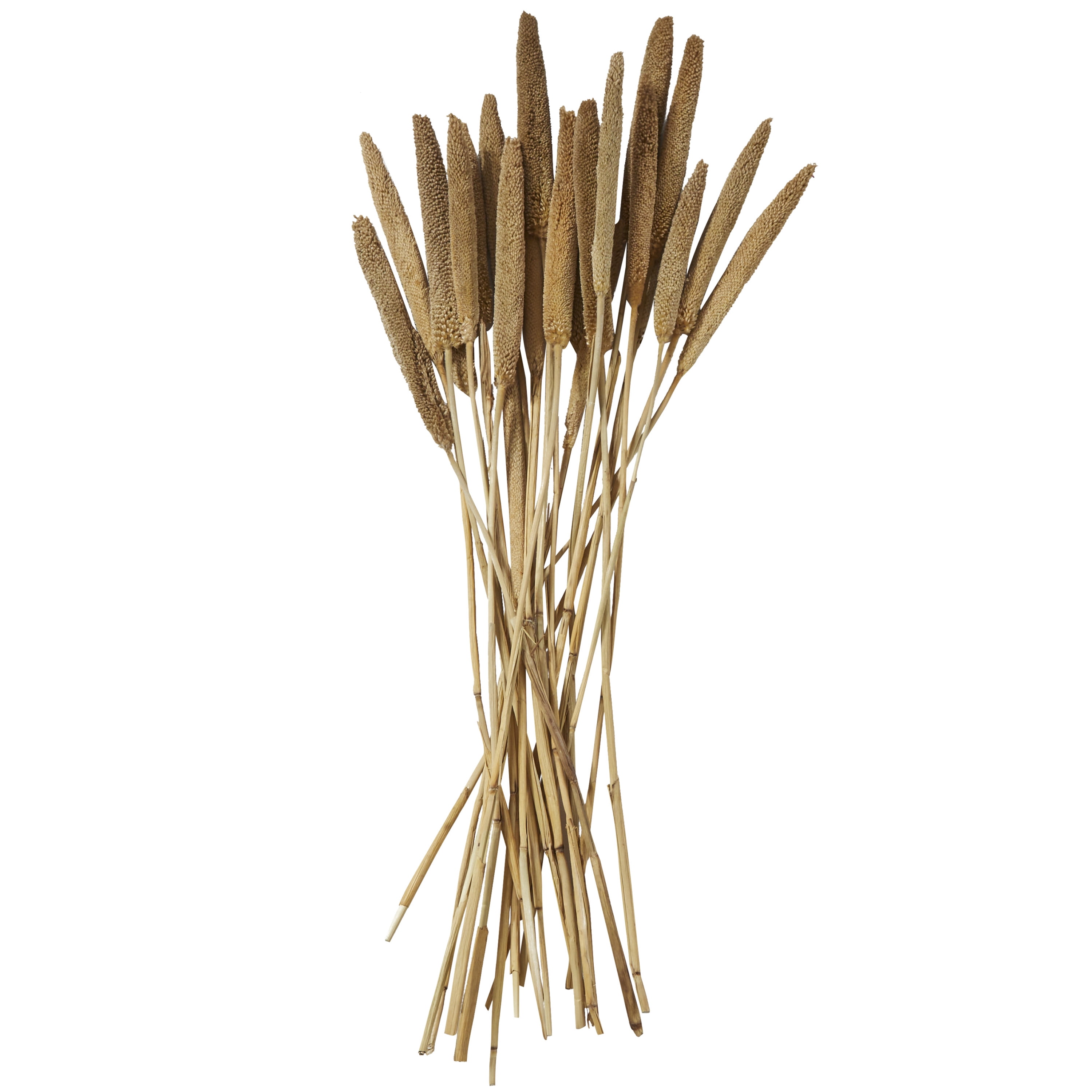 20" Dried Plant Natural Foliage Bunny Tail Bouquet with Long Stems, by DecMode
