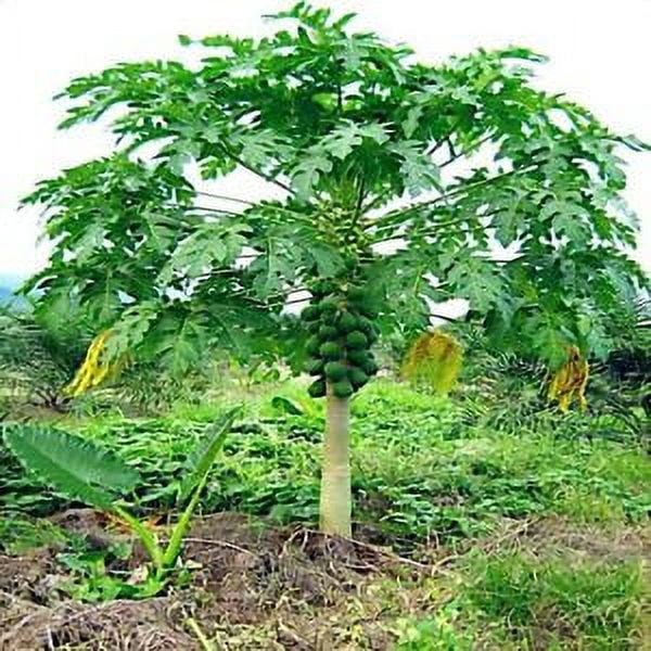 20 Dwarf Hawaiian Solo Sunrise Strawberry Papaya Tree Seeds Carica