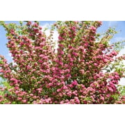 20 ENGLISH HAWTHORN TREE Edible Fruit Flower Mayflower Crataegus Laevigata Seeds