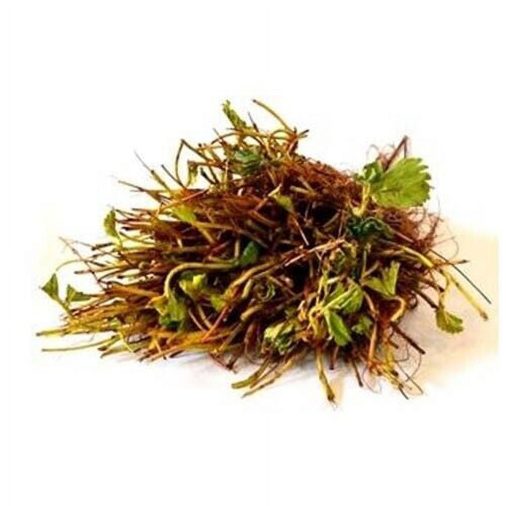 20 Everbearing Eversweet Strawberry Plants Outstanding flavor! (20